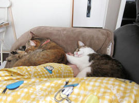 IMG07536.jpg