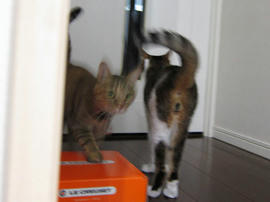 IMG07588.jpg