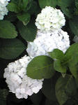 Image060_r1.jpg