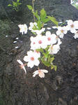 Image142.jpg