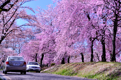 　羊山公園　