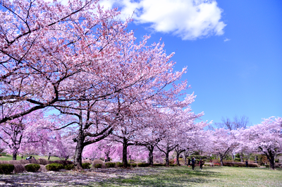　羊山公園　