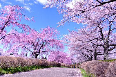 　羊山公園　