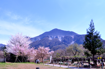 　羊山公園　