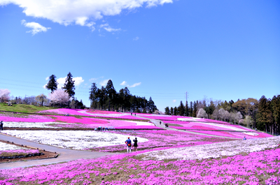 　羊山公園　