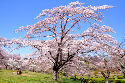 　羊山公園　