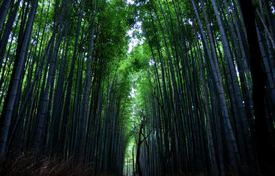 　竹林の小径　