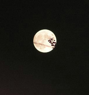 moon.jpg