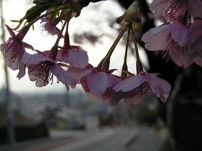 sakura.jpg