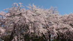 桜２０１１０４１７
