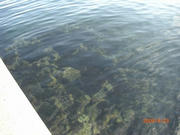 20090823umi.jpg