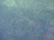 20090823umi2.jpg