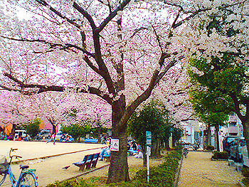 80331_1.jpg
