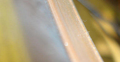 100520_6.JPG