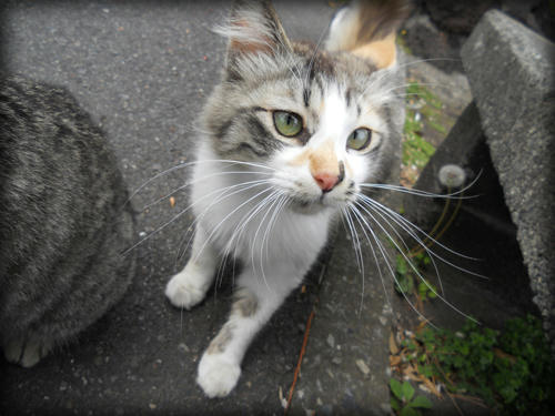 20110423_25.JPG