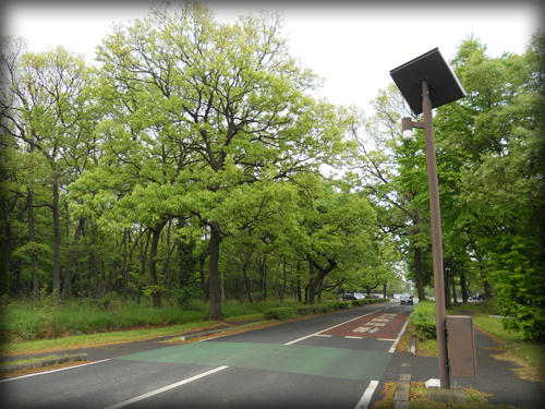 20110503_1.JPG