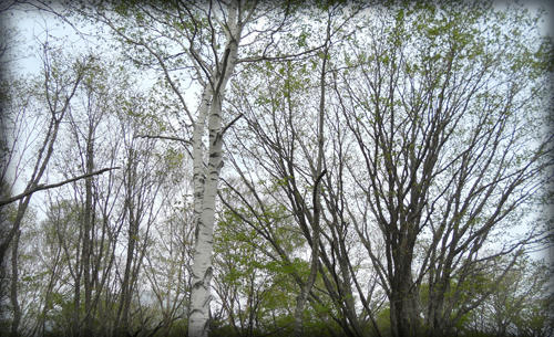20110506_14.JPG