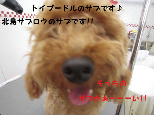 8a682461.JPG