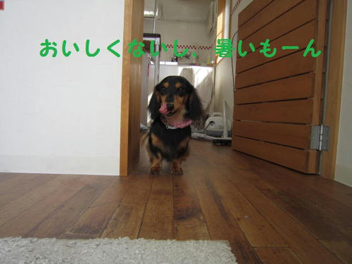 IMG_2743.JPG