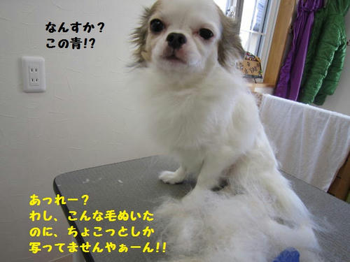 a4c88c96.JPG