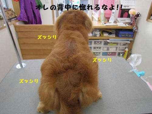 19a95a03.JPG