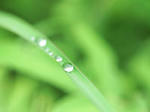 green.jpg