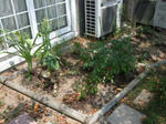 DSCF0303.jpg