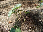 DSCF0307.jpg