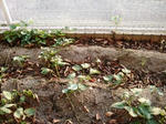 DSCF0420.jpg