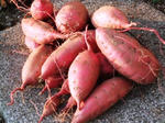 DSCF0424.jpg
