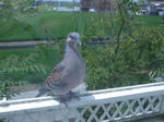 DSCF1432.JPG