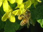 ミツバチの花粉団子