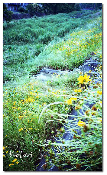 lomo1.jpg