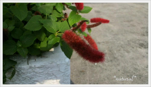 2011081515320000.jpg