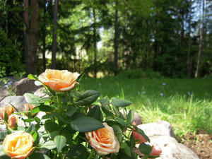 DSCN0647.jpg