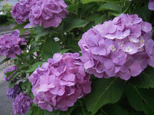 DSCN0781.jpg