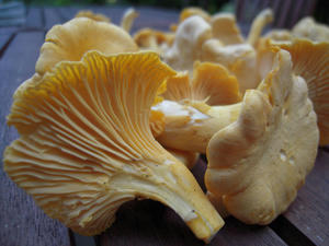 DSCN1383.jpg