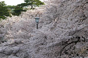 sakura_2547_RJ1.jpg