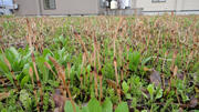 DSC00334.JPG