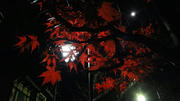DSC00806_R.JPG