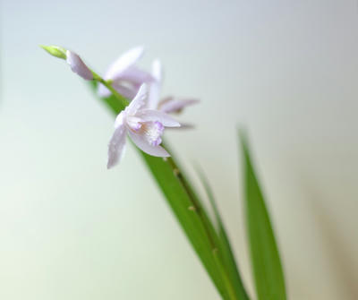 NIKKOR-S Auto 50mm F1.4 非Ａｉ 撮影写真