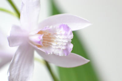 NIKKOR-S Auto 50mm F1.4 非Ａｉ 撮影写真