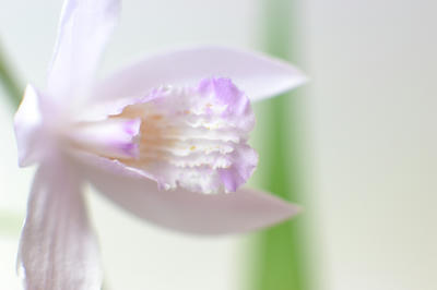 NIKKOR-S Auto 50mm F1.4 非Ａｉ 撮影写真