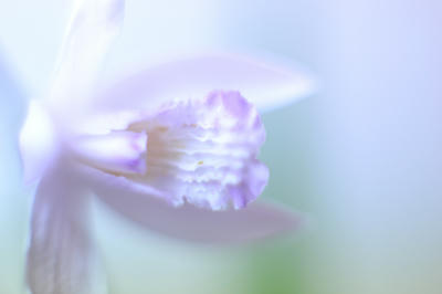NIKKOR-S Auto 50mm F1.4 非Ａｉ 撮影写真