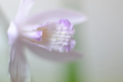NIKKOR-S Auto 50mm F1.4 非Ａｉ 撮影写真