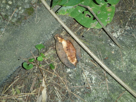 PA180600l2.jpg
