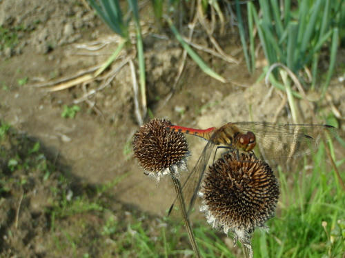 PA190032k1.jpg