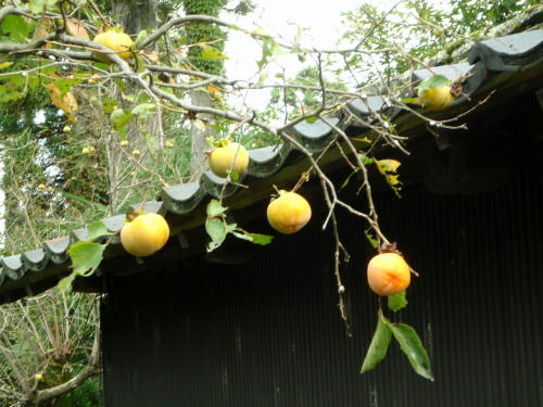 PA190018k3.jpg