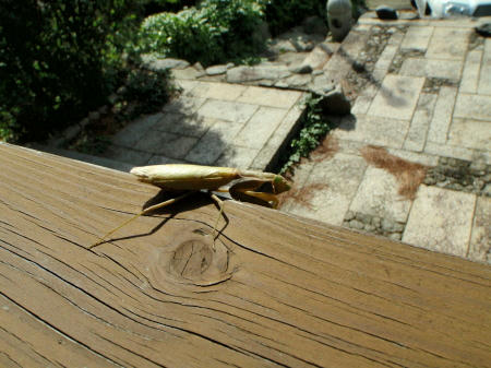 PA290140p1.jpg