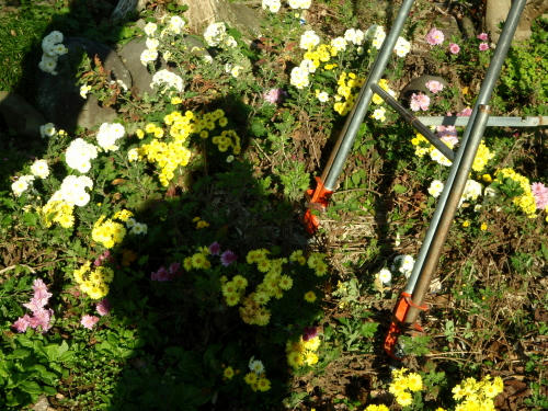 PC010621kl1.jpg